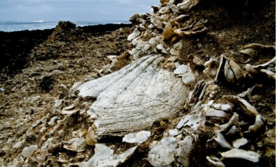 Divulgado decreto que cria Paleoparque de Santa Maria nos Açores