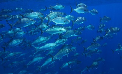 Vai ser criada nos Açores reserva marinha com uma vez e meia o tamanho de Portugal