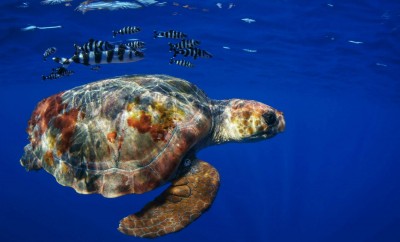 “Azores Triangle Seas Photo Challenge”: Um veículo de promoção dos Açores como destino náutico de eleição
